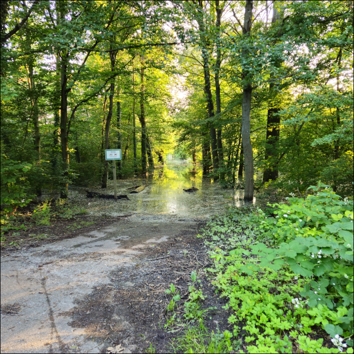 The effects of floodplain forest succession on flood risk and river management
